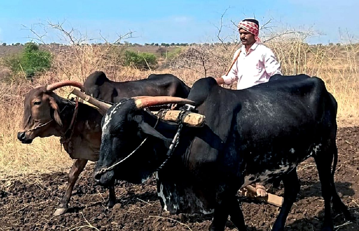 ಬಸವಕಲ್ಯಾಣ | ಸಿದ್ಧತೆ ಅಂತಿಮ, ಸೋಯಾ ಅವರೆಗೆ ಹೆಚ್ಚಿನ ಬೇಡಿಕೆ