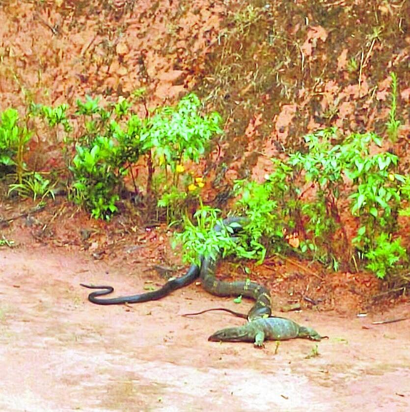 ಹಾಸನ: ಕಾಳಿಂಗ ಸರ್ಪ-ಉಡ ಕಾದಾಟ