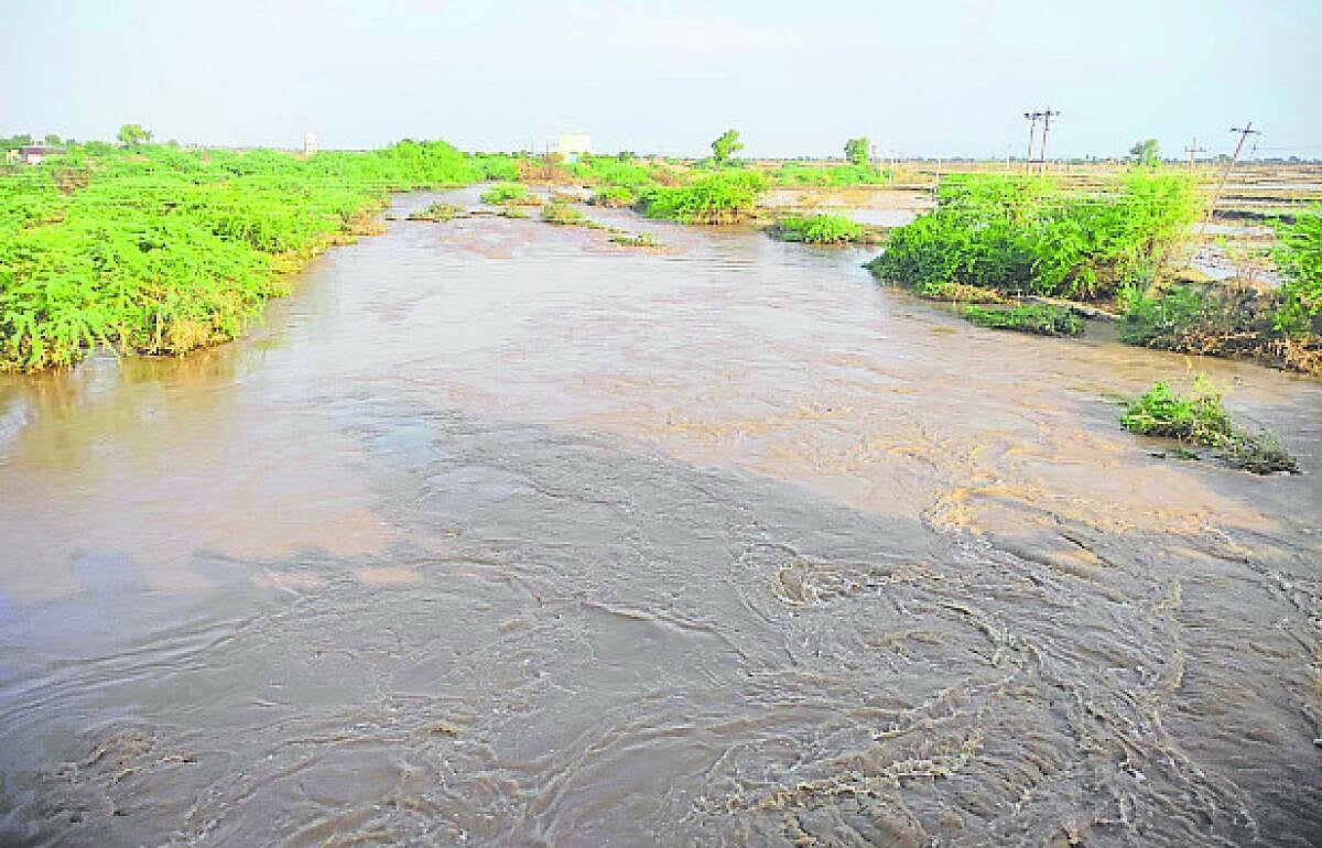 ಶಹಾಪುರ: ತಾಲ್ಲೂಕಿನಲ್ಲಿ ಹದಭರಿತ ಮಳೆ; ರೈತರು ಸಂತಸ