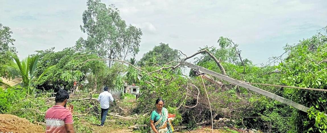 ಭಾರಿ ಗಾಳಿ; ಮರ, ಕಂಬಗಳು ಧರೆಗೆ: 3 ಕುರಿ ಸಾವು