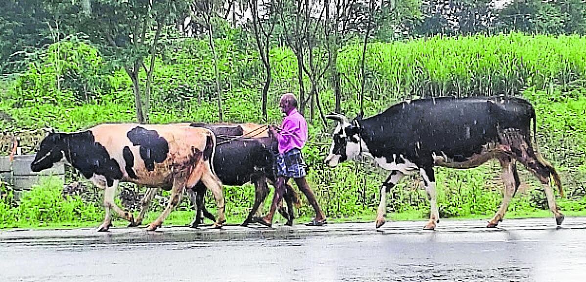ಯಳಂದೂರು: ಧರಣಿಗೆ ತಂಪು ನೀಡಿದ ‘ರೋಹಿಣಿ’