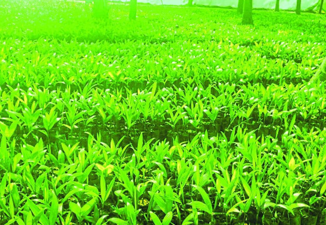 ಹುಳಿಯಾರು | ವರ್ಷದಿಂದ ವರ್ಷಕ್ಕೆ ಹೆಚ್ಚುತ್ತಿದೆ ಅಡಿಕೆ ಬೆಳೆ