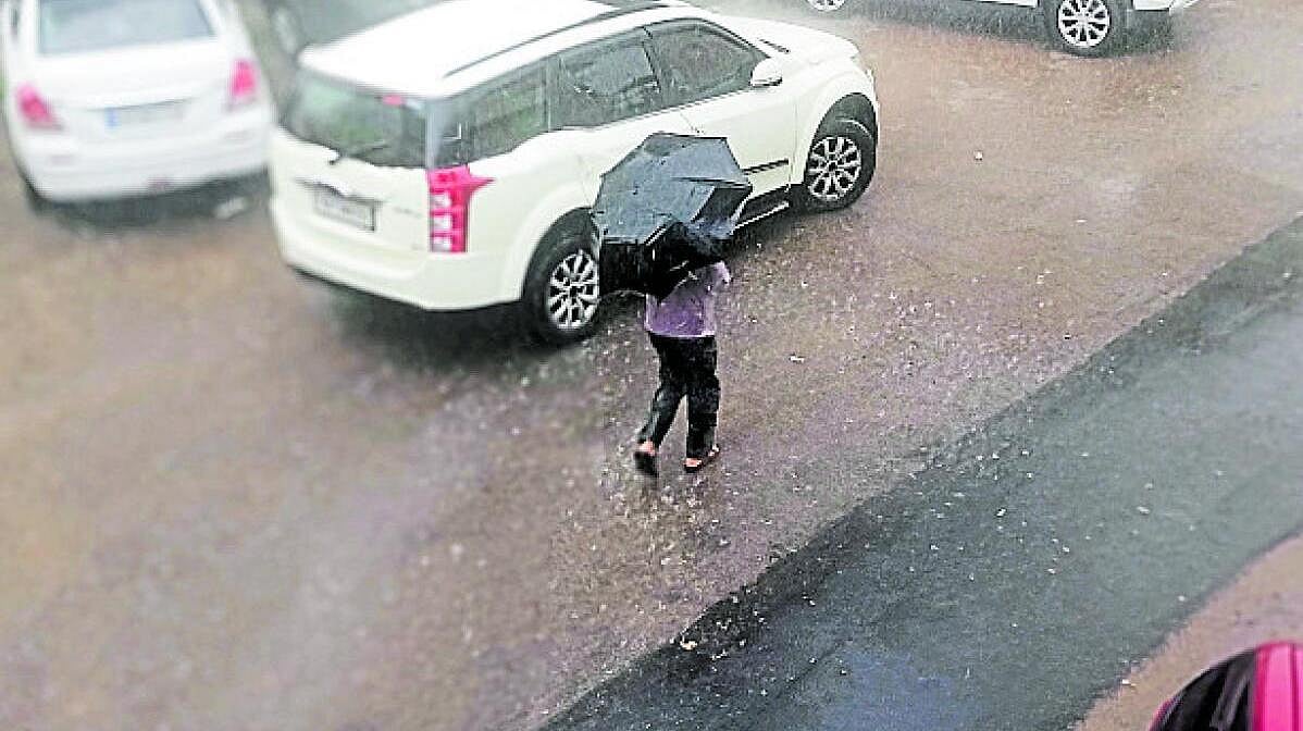 ಸೋಮವಾರಪೇಟೆ: ಭಾರಿ ಮಳೆ, ಕಾಫಿ ತೋಟಗಳಲ್ಲಿ ಕೆಲಸ ಚುರುಕು