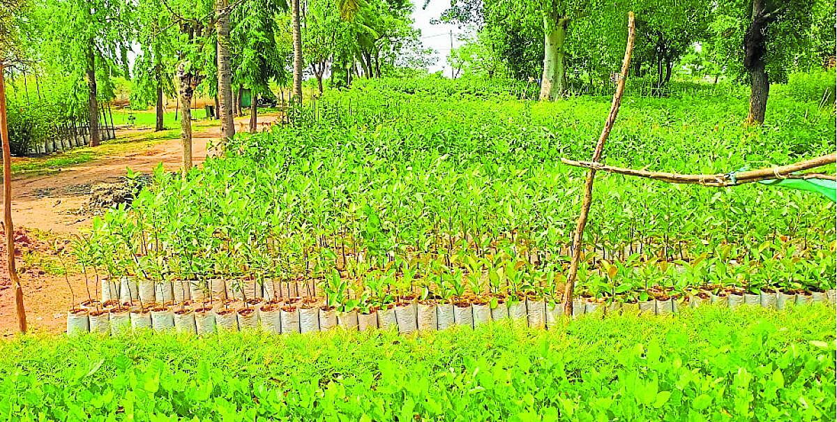 ನೆಡುತೋಪಿಗೆ ಸಿದ್ಧವಾದ ಲಕ್ಷಕ್ಕೂ ಹೆಚ್ಚು ಸಸಿಗಳು