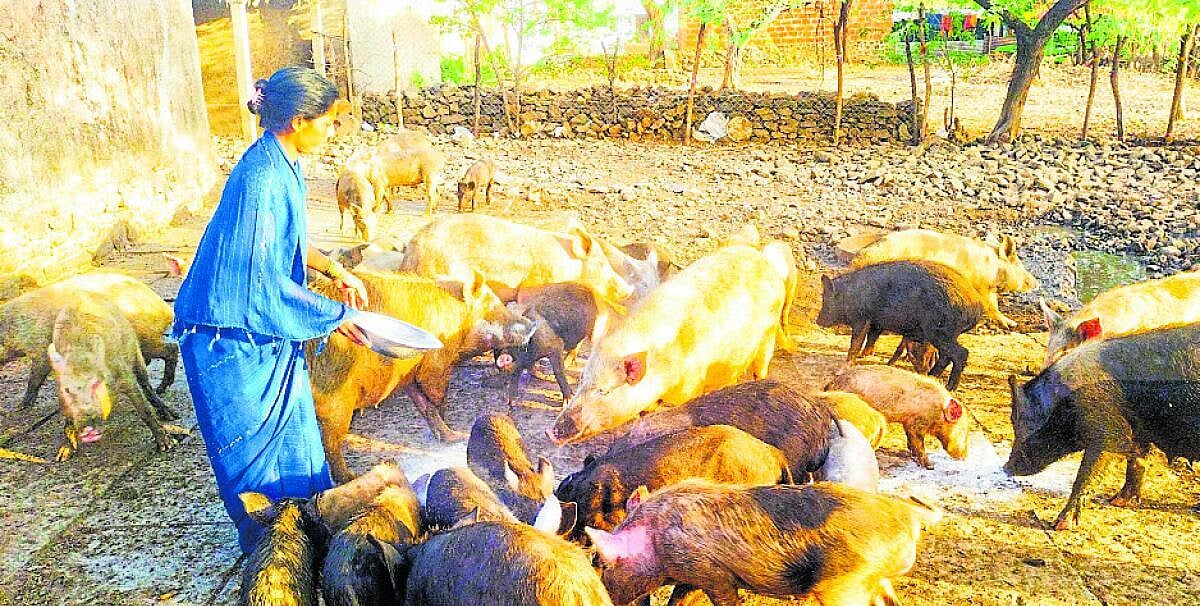 ಮಾಣಿಕೇಶ್ವರ: ಬದುಕಿಗೆ ವರವಾದ ಹಂದಿ ಸಾಕಣೆ