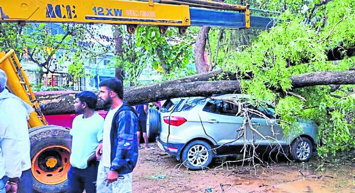 ಪಾಂಡವಪುರ: ನೆಲಕ್ಕುರುಳಿದ ಮರ, ವಿದ್ಯುತ್ ಕಂಬ