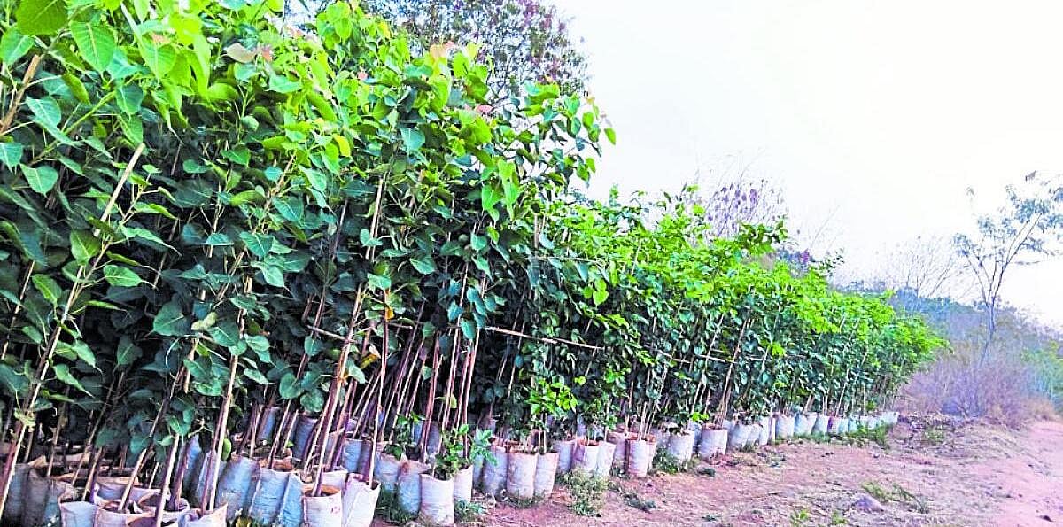 ಹುಣಸಗಿ | 8 ಸಾವಿರಕ್ಕೂ ಅಧಿಕ ಸಸಿ ನೆಡಲು ಸಿದ್ಧತೆ