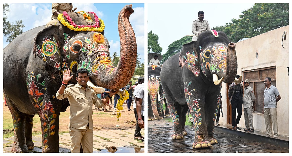 ಮೈಸೂರು ದಸರಾ ಜಂಬೂಸವಾರಿ ತಂಡದ ಕ್ಯಾಪ್ಟನ್ ಯಾರು: ಅಭಿಮನ್ಯುವೋ, ಮಹೇಂದ್ರನೋ?