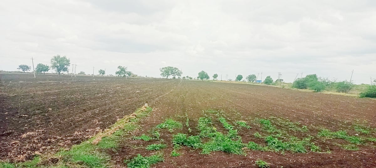 ಯಡ್ರಾಮಿ | ಕೈಕೊಟ್ಟ ಮುಂಗಾರು: ಬರಗಾಲದ ಆತಂಕ ನಿರ್ಮಾಣ