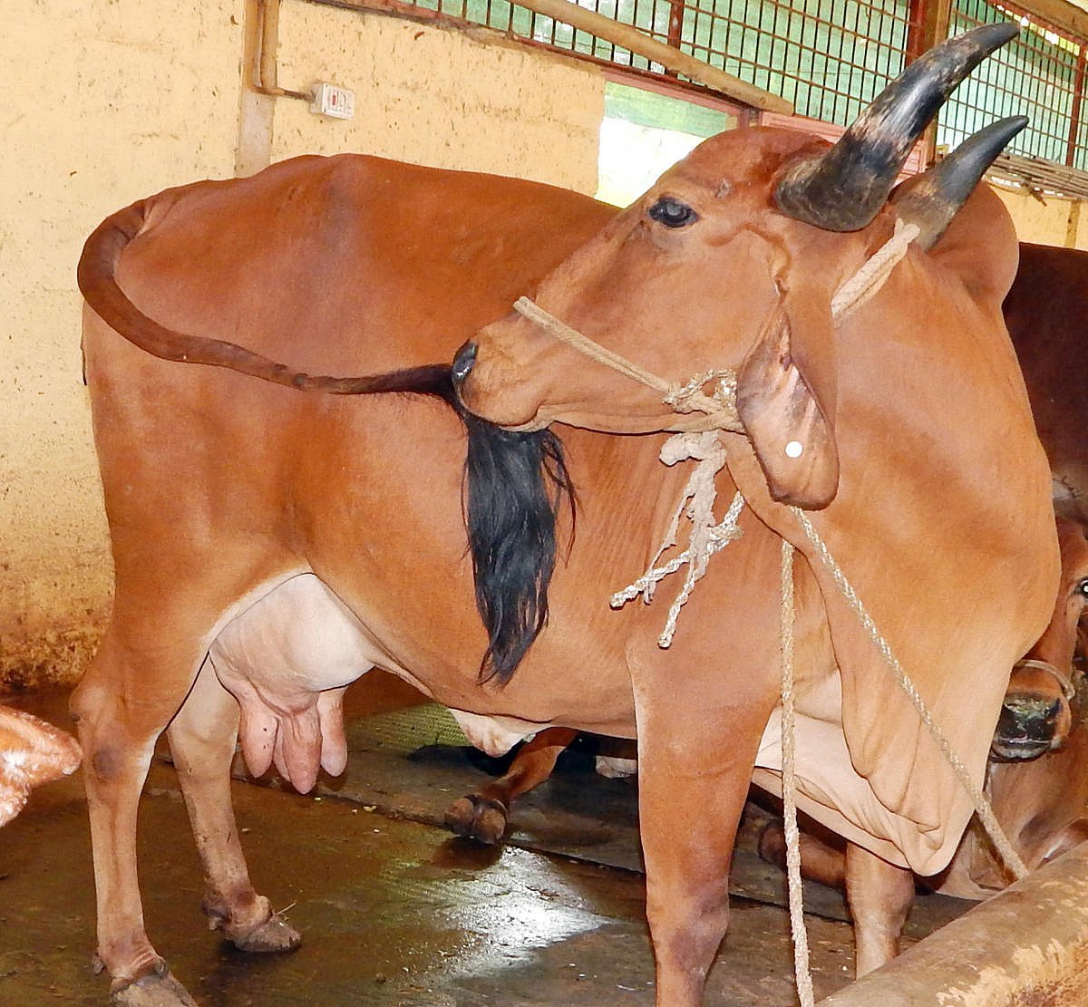 ಪಶು‍ಪಾಲನೆಯಲ್ಲಿ ತೊಡಗಿದ್ದೀರಾ,ರಬ್ಬರ್ ನೆಲಹಾಸು ಸೈಲೇಜ್ ಬ್ಯಾಗ್‌ಗೆ ‍ಅರ್ಜಿ ಹಾಕಿ