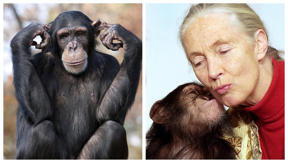 World Chimpanzee Day: ಕರ್ನಾಟಕದ ಮೃಗಾಲಯದಲ್ಲಿದೆ ಏಷ್ಯಾದ ಹಿರಿಯ ಚಿಂಪಾಂಜಿ