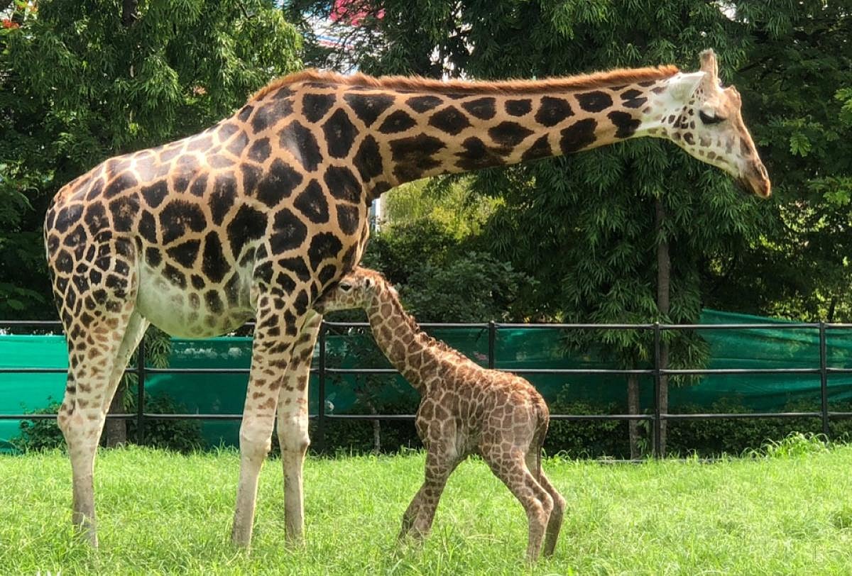 Giraffe: ಮೈಸೂರು ಮೃಗಾಲಯದಲ್ಲಿ ಜಿರಾಫೆ ಜೀವನ: ವಿದೇಶಿ ಜೋಡಿಗೆ ಮಹಾರಾಜರ ಮೋಡಿ