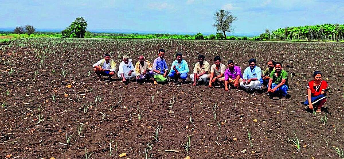 ಸಂತೇಬೆನ್ನೂರು| ಬರದ ಛಾಯೆ; ಬಾಡುತ್ತಿದೆ ಬೆಳೆ