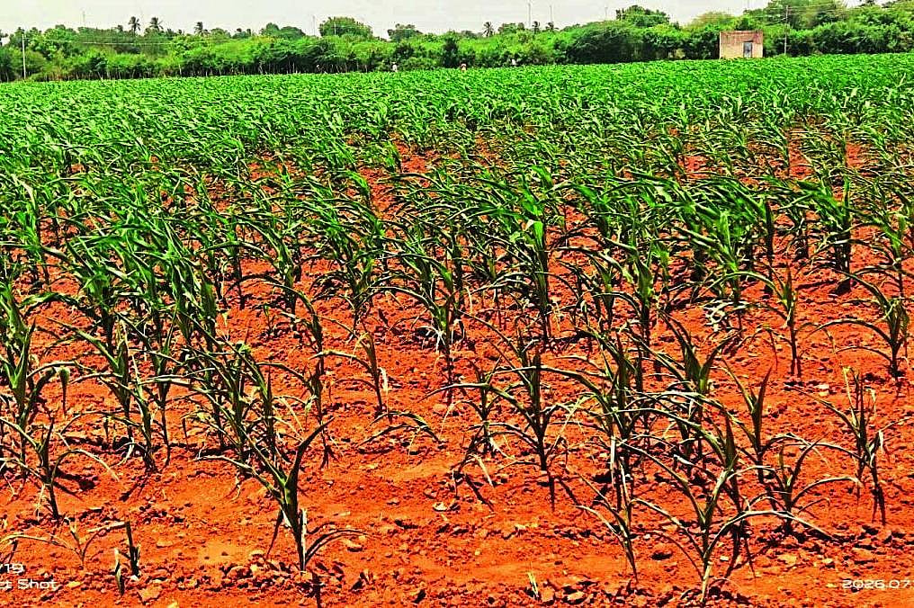 ಜಗಳೂರು: ಬರದ ಹೊಡೆತಕ್ಕೆ ರೈತ ಸಮುದಾಯ ತತ್ತರ
