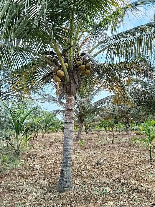 Coconut Farming: ತೆಂಗು ಬೆಳೆಗೆ ತೋಟಗಾರಿಕೆ ಇಲಾಖೆ ನೀಡಲಿದೆ ₹56 ಸಾವಿರ ಸಹಾಯಧನ