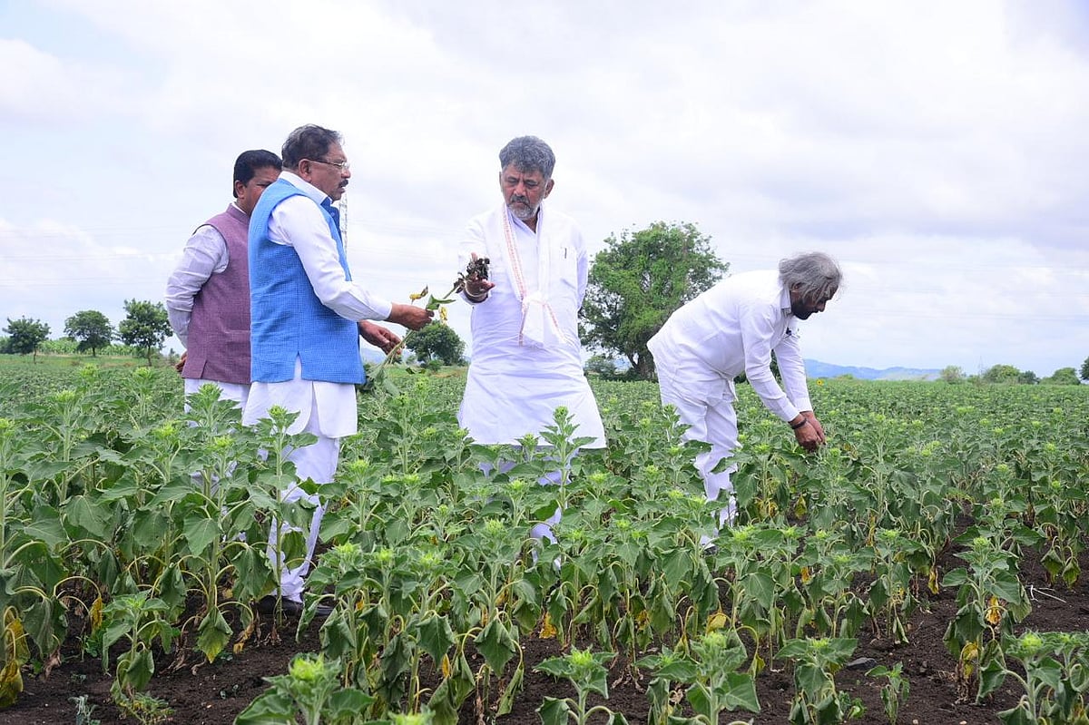 ಬಾಡಿಹೋದ ಸೂರ್ಯಕಾಂತಿ ಗಿಡ ನೋಡಿ ರೈತರಿಗೆ ಧೈರ್ಯ ತುಂಬಿದ ಸಿಎಂ ಡಿ.ಕೆ.ಶಿವಕುಮಾರ್