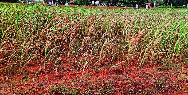Photo from Prajavani