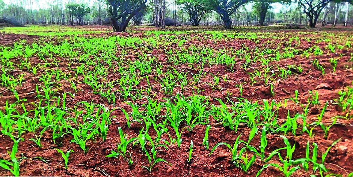 ಕೃಷ್ಣಮೃಗಕ್ಕೆ ಮೆಕ್ಕೆಜೋಳ, ಹುರುಳಿ ಬಿತ್ತನೆ ರೈತರ ಬೆಳೆ ಸಂರಕ್ಷಿಸಲು