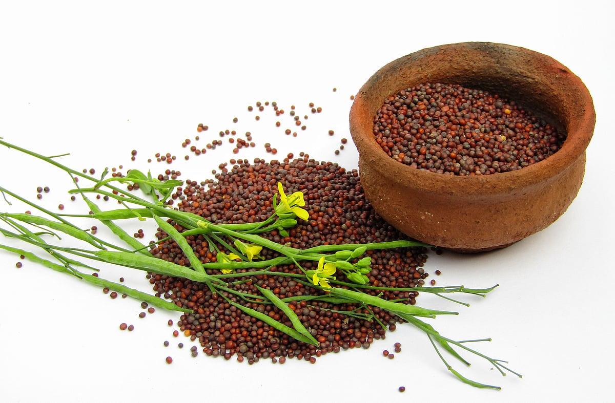 ಪುಟ್ಟ ಸಾಸಿವೆಯ ದೊಡ್ಡ ಆರೋಗ್ಯ ಗುಣಗಳಿವು...
