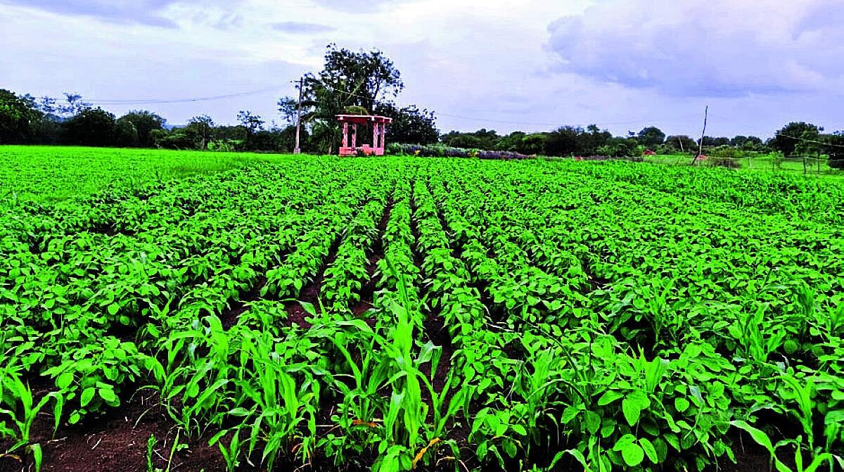 ಬೀದರ್ | ಜುಲೈ ಕೊನೆಯ ವಾರದಲ್ಲಿ ವಾಡಿಕೆಗಿಂತ ಅಧಿಕ ಮಳೆ, ಬೆಳೆಗೆ ಜೀವ ಕಳೆ