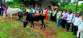 Photo: Prajavani