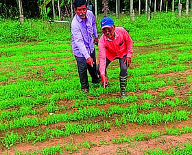 Photo: Prajavani
