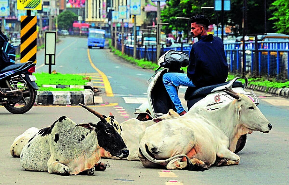 ಹುಬ್ಬಳ್ಳಿ | ಬೀಡಾಡಿ ದನಗಳ ಹಾವಳಿ: ಜನರಿಗೆ ತಪ್ಪದ ಗೋಳು