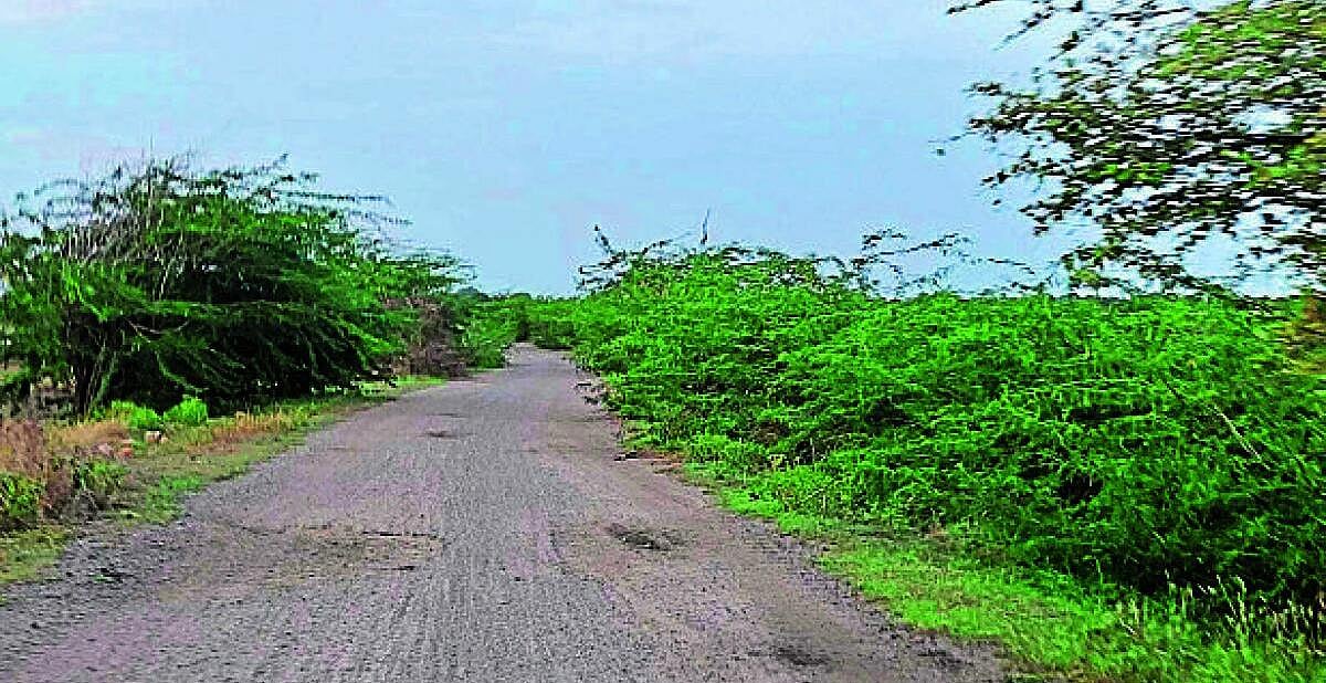 ಕೆಂಚನಗುಡ್ಡದ ಹಳೆ ರಸ್ತೆ ಸಂಪೂರ್ಣ ದುರವಸ್ಥೆ: ಜಾಲಿ ಗಿಡಗಳಿಂದ ಸವಾರರಿಗೆ ತೊಂದರೆ