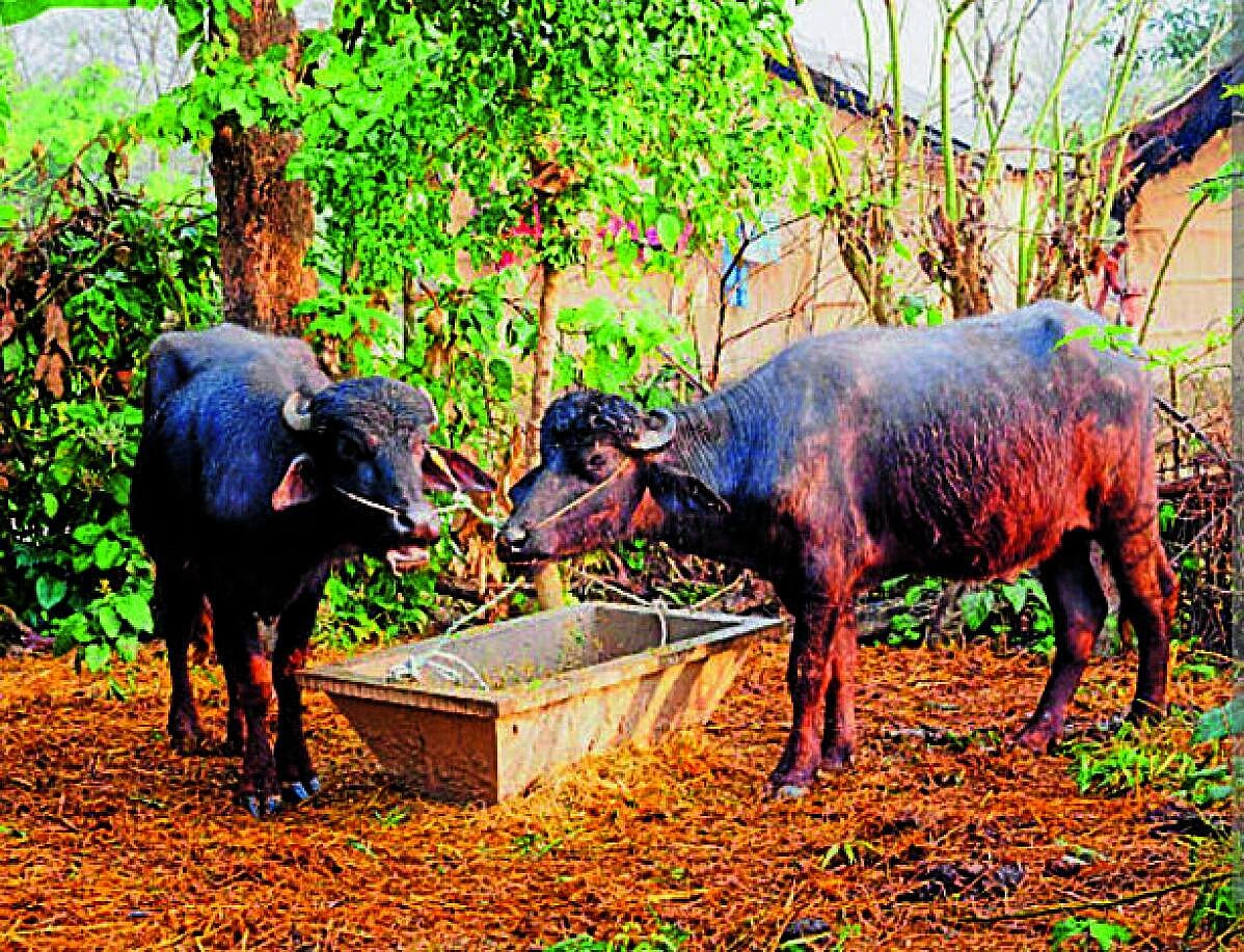 ಶಿರಸಿ | ನೆಟ್‌ವರ್ಕ್ ಅಭಾವ: ಪಶುಧನ್ ಸೇವೆಗೆ ಹಿನ್ನಡೆ