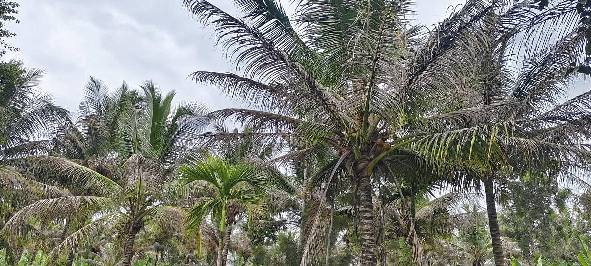 ಹಂಪಾಪುರ | ಹುಳು ಹಾವಳಿ: ತೆಂಗು ಫಸಲು ಕುಸಿತ, ಬೆಳೆಗಾರರಲ್ಲಿ ಆತಂಕ