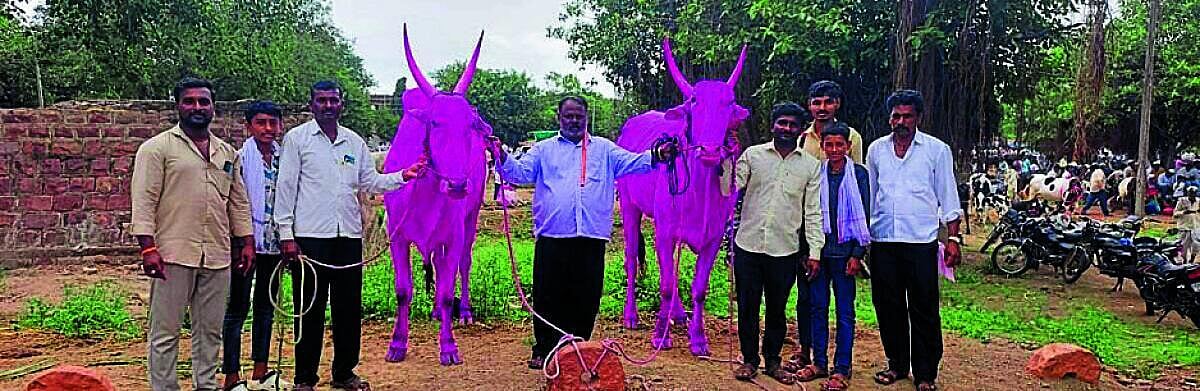 ಮುಂಗಾರು ಕೈಕೊಟ್ಟರೂ ಕಳೆಗುಂದದ ವಹಿವಾಟು: ಮೂಡಲಗಿ ಜಾನುವಾರು ಪೇಟೆಗೆ ರೈತರ ಲಗ್ಗೆ