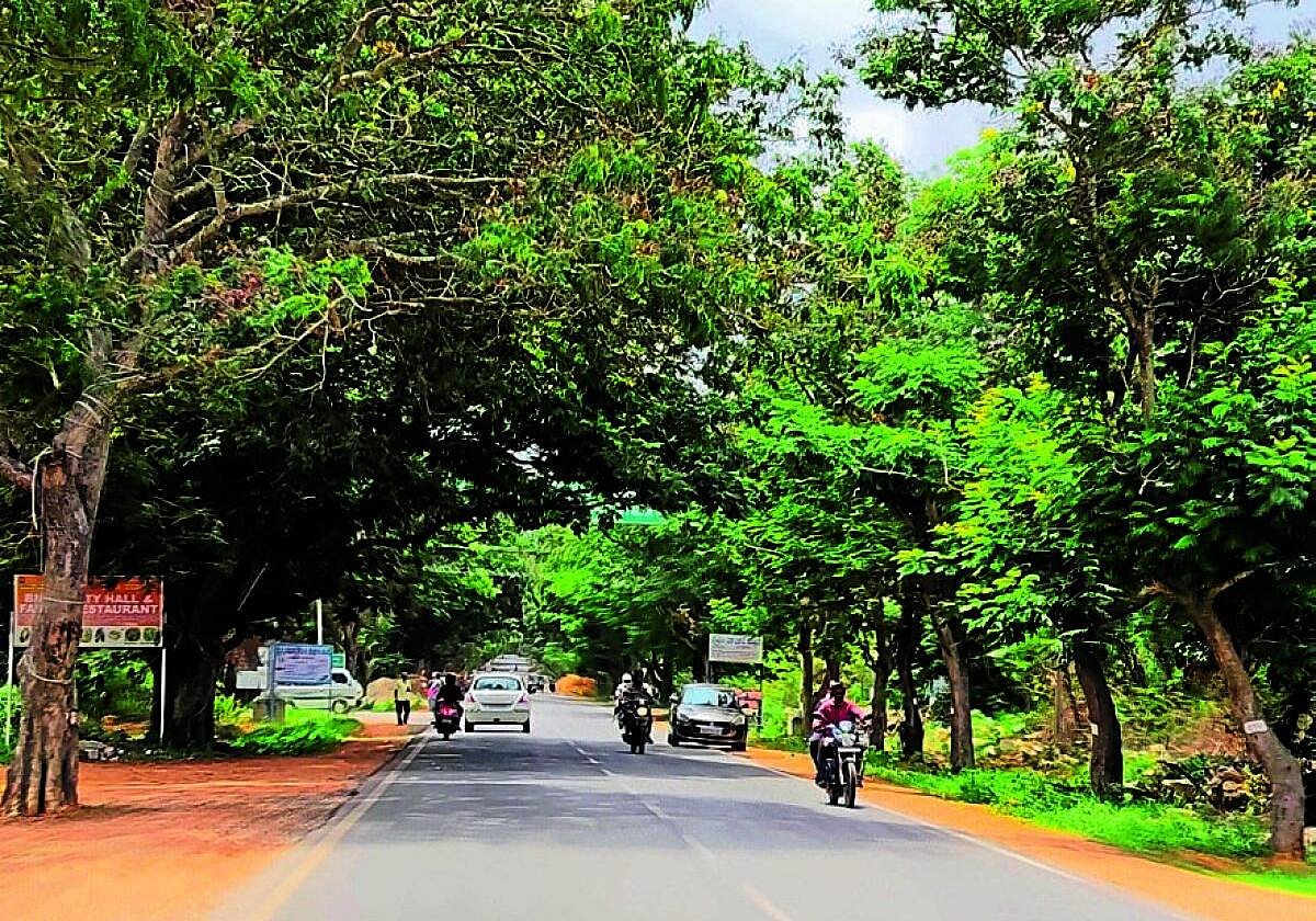 ವೇಮಗಲ್: ರಸ್ತೆ ಅಭಿವೃದ್ಧಿಗೆ ಮರಗಳ ಹನನ ಆತಂಕ