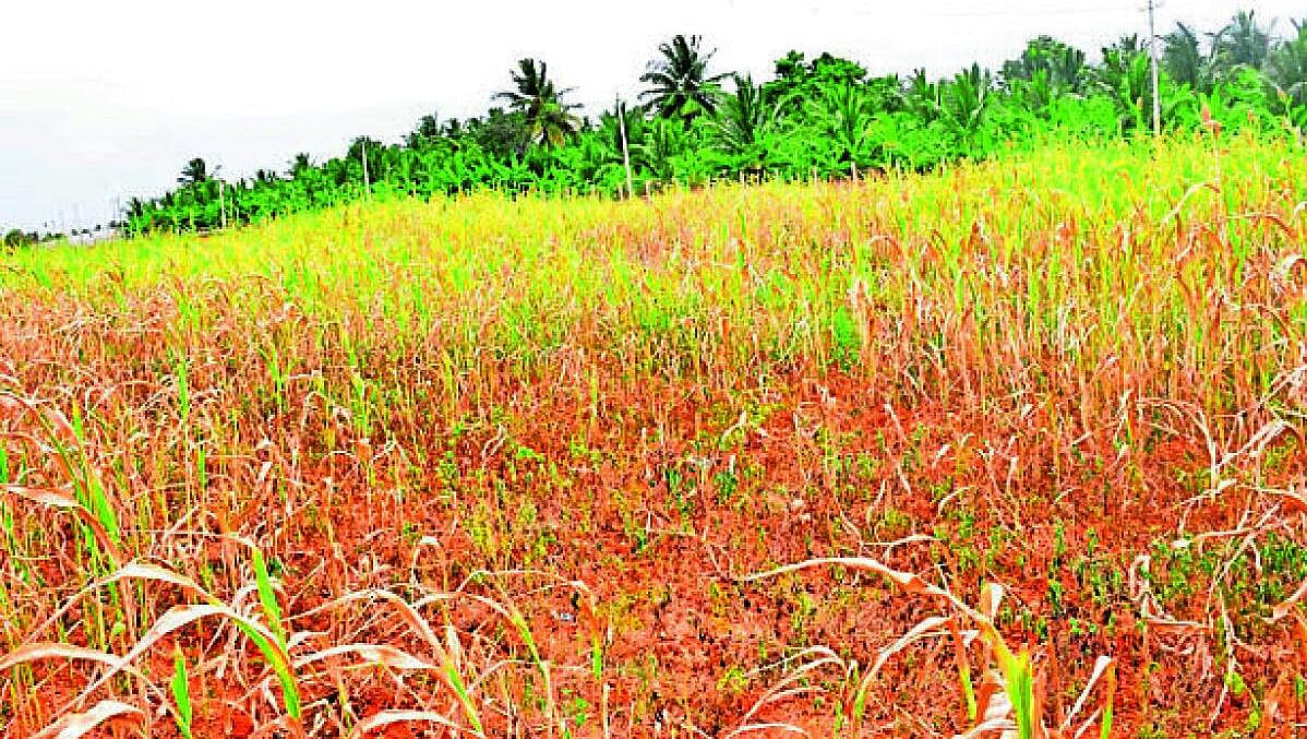 ಮೈಸೂರು: ಸೊರಗಿದ ಬೇಸಾಯ; ಕೃಷಿಕರು ಕಂಗಾಲು