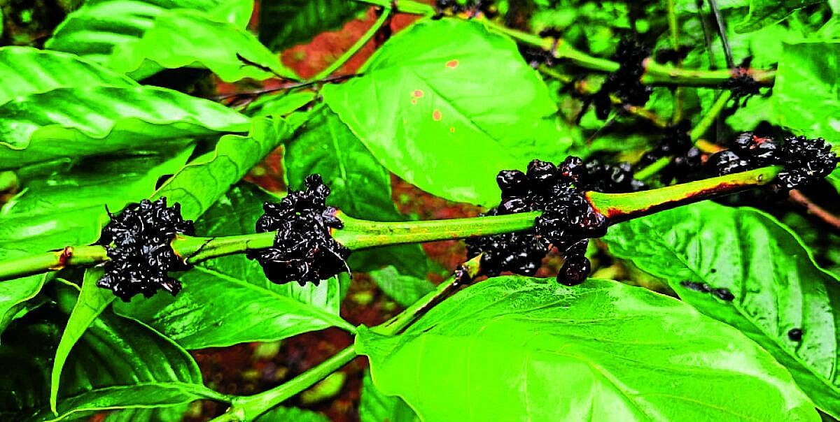 ಚಿಕ್ಕಮಗಳೂರು: ಬಿಸಿಲು ಮಳೆಯಾಟ; ಕಾಫಿಗೆ ರೋಗದ ಕಾಟ