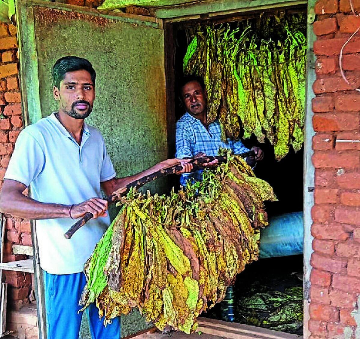 ಹುಣಸೂರು: ಆಂಧ್ರ ತಂಬಾಕು ದರ– ಇಲ್ಲಿ ತಲ್ಲಣ