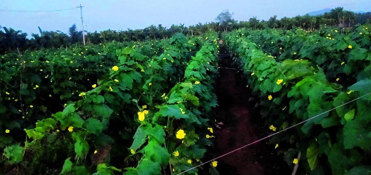 ಹೀರೆಕಾಯಿ ಬೆಳೆದು ₹1.80 ಲಕ್ಷ ಆದಾಯ ಗಳಿಸಿದ ಹೊಸದುರ್ಗ ರೈತ
