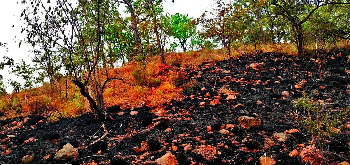 ಕಾವೇರಿ ವನ್ಯಧಾಮದಲ್ಲಿನ ಶೂಟೌಟ್ಗೆ ಪ್ರತೀಕಾರ ಶಂಕೆ: 10 ಎಕರೆ ಕಾಡು ಭಸ್ಮ