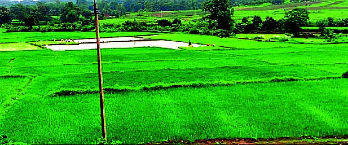 ಖಾನಾಪುರ ತಾಲ್ಲೂಕಿನಲ್ಲಿ ಭತ್ತದ ಉತ್ತಮ ಇಳುವರಿ ನಿರೀಕ್ಷೆ