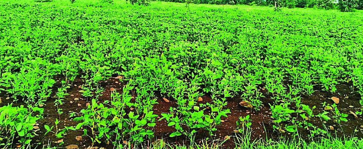 ಬರದ ಭೀತಿಯಲ್ಲಿ ಗಡಿ ಭಾಗದ ರೈತರು