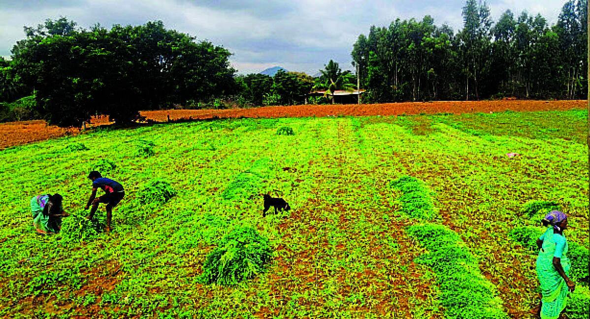 ಬಂಗಾರಪೇಟೆ: ಕೊತ್ತಂಬರಿ ಬೆಲೆ ಕುಸಿತದಿಂದ ರೈತರು ಸಂಕಷ್ಟಕ್ಕೆ