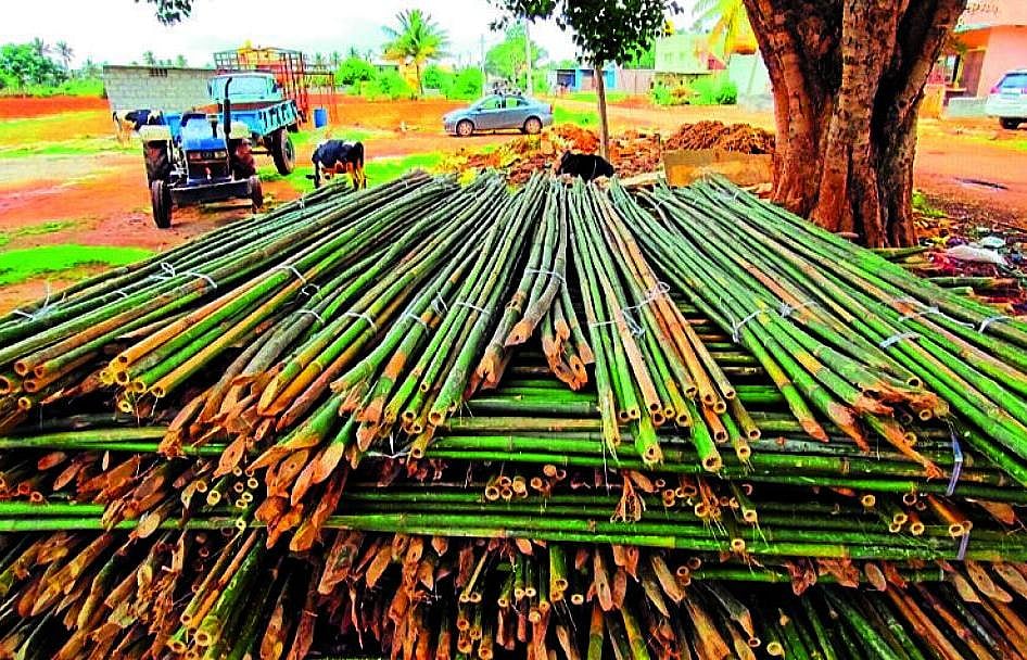 ವೇಮಗಲ್: ಕೆಂಪು ಸುಂದರಿ ಟೊಮೆಟೊಗೆ ಬಿದರಿನ ಆಸರೆ