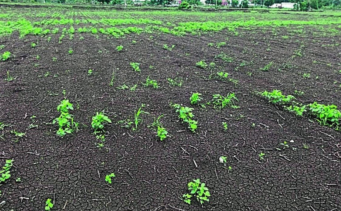 ಕಲಬುರಗಿಯ ಅನ್ನದಾತರ ನಿರೀಕ್ಷೆಗೆ ‘ಬರ’ಸಿಡಿಲು