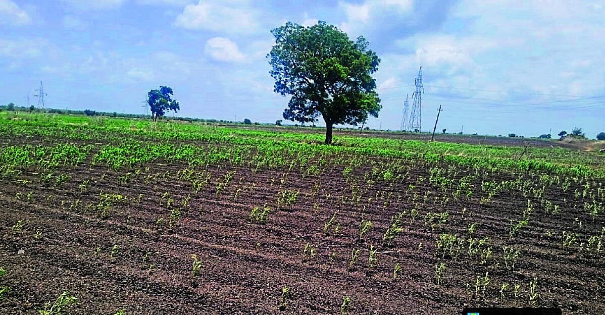 ರೈತರ ನಿರೀಕ್ಷೆ ಹುಸಿ ಮಾಡಿದ ಬರ