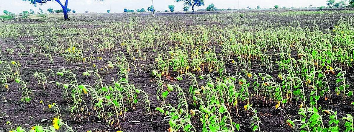 ಸಿಂಧನೂರು: ಬರಪೀಡಿತ ಪಟ್ಟಿಯಿಂದ ಕೈಬಿಟ್ಟಿದ್ದಕ್ಕೆ ಆಕ್ರೋಶ