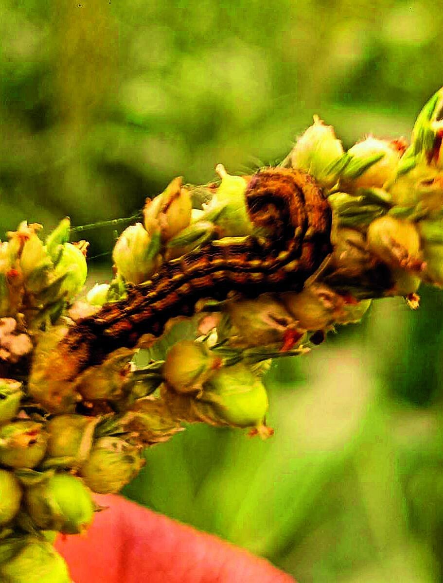 ಕೂಡ್ಲಿಗಿ: ಜೋಳದ ಬೆಳೆಗೆ ಹುಳುಬಾಧೆ, ರೈತರಿಗೆ ಸಂಕಷ್ಟ