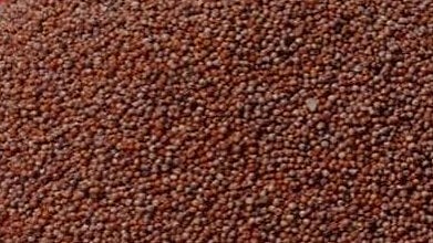 ಬೆಳೆ ವಿಮೆ: ರಾಗಿಗೆ ಸಿಂಹಪಾಲು, ತೊಗರಿಗೆ ಶೂನ್ಯ