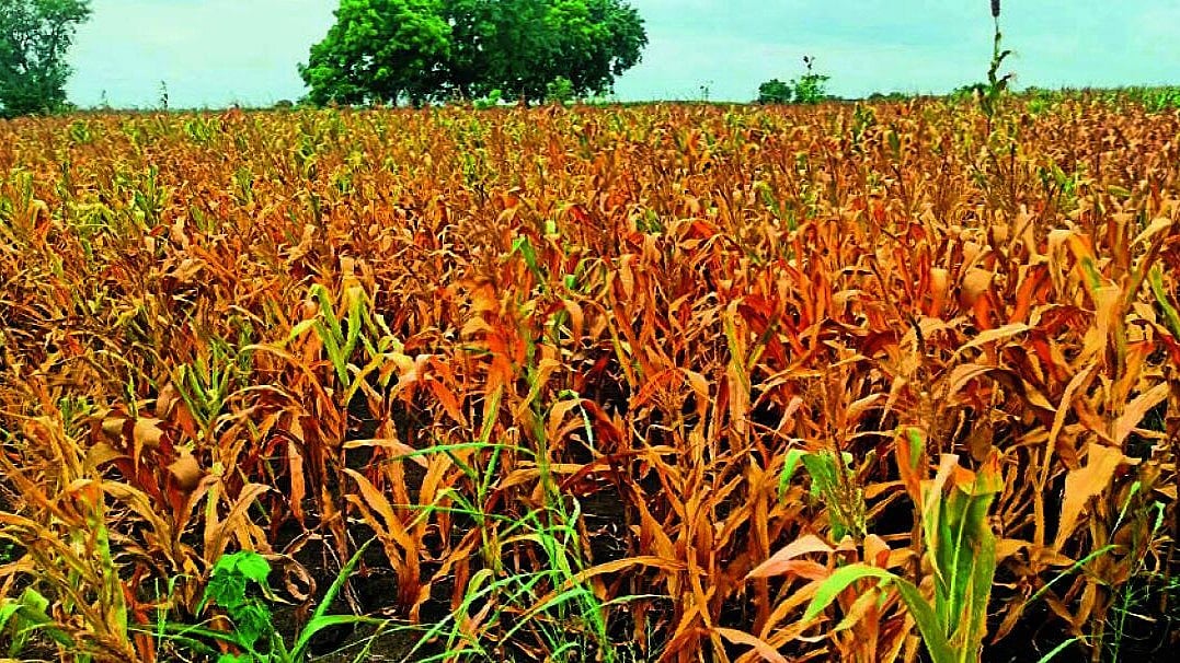 ಲಕ್ಷ್ಮೇಶ್ವರ | ಮಳೆ ಕೊರತೆಯಿಂದ ಒಣಗಿದ ಫಸಲು: ಅನ್ನದಾತರಲ್ಲಿ ಆತಂಕ