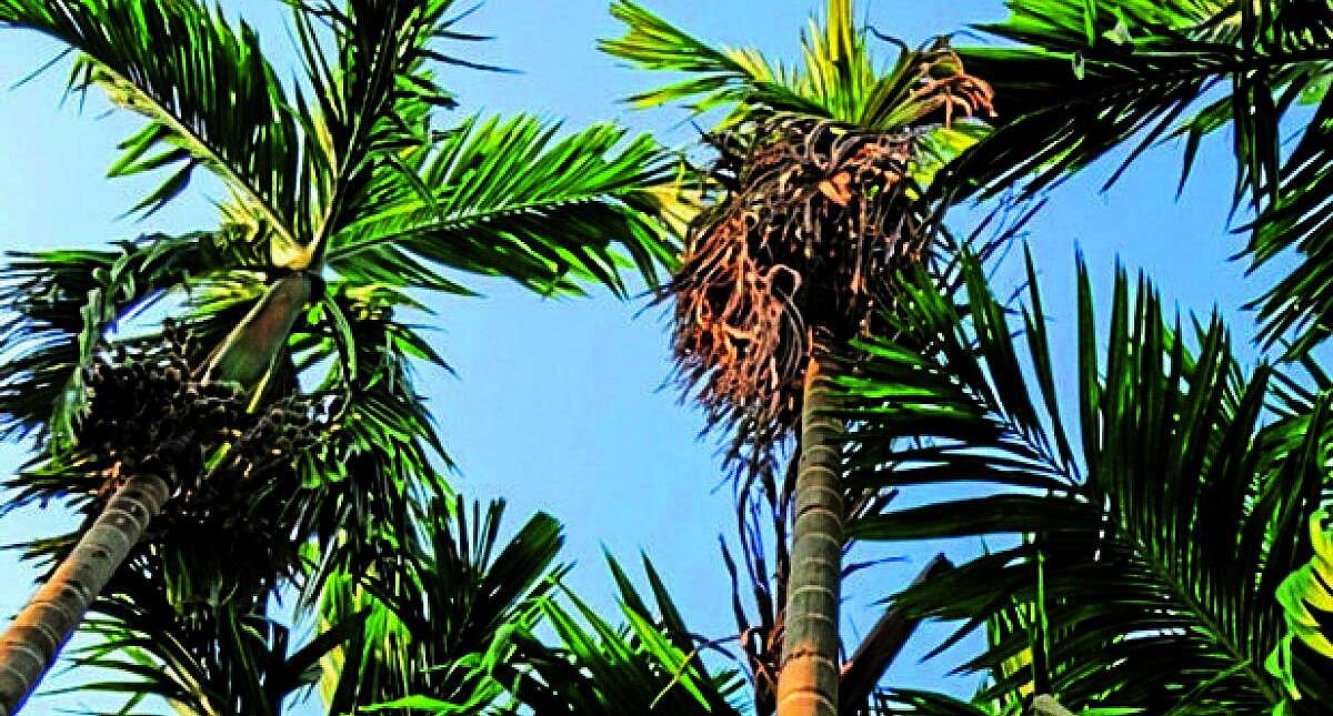 ಶಿರಸಿ: ನಿರಂತರ ಕೊಳೆಗೆ ಅಡಿಕೆ ಮರಗಳು ನಾಶ