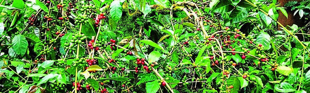ಹಾಸನ| ಅವಧಿಗೂ ಮುನ್ನವೇ ಹಣ್ಣಾದ ಅರೇಬಿಕಾ ಕಾಫಿ; ದಿಕ್ಕು ತೋಚದಂತಾದ ಬೆಳೆಗಾರರು