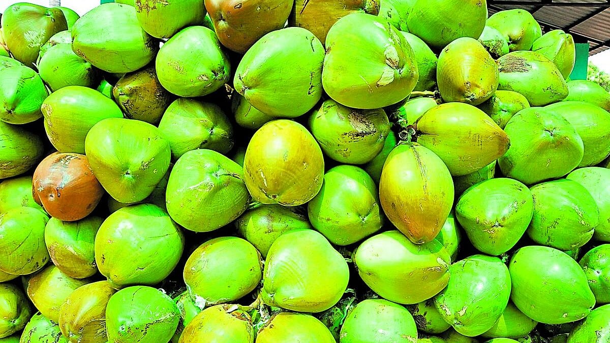 Coconut day: ಹೆಚ್ಚು ತೆಂಗು ಬೆಳೆವ ಕರ್ನಾಟಕದ 8 ಜಿಲ್ಲೆ, ಎಲ್ಲಿ ಬೆಳೆ ಎಷ್ಟಿದೆ